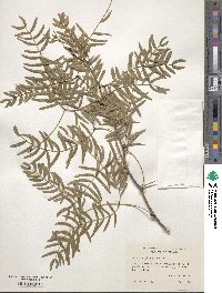 Prosopis glandulosa image