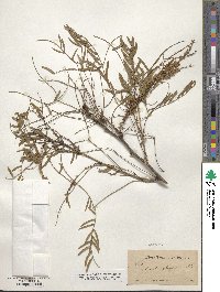 Prosopis glandulosa image