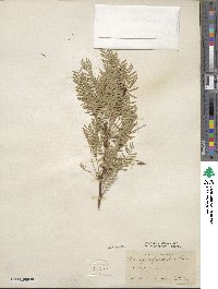 Prosopis glandulosa image