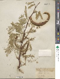 Prosopis glandulosa image