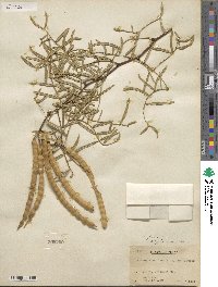 Prosopis glandulosa image