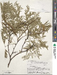 Prosopis glandulosa image