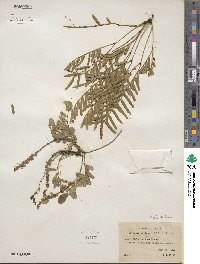 Prosopis glandulosa image