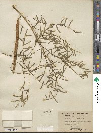 Prosopis glandulosa image