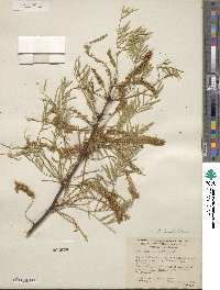 Prosopis glandulosa image