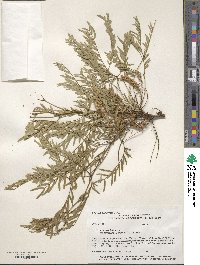 Prosopis glandulosa var. torreyana image