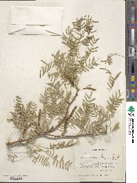 Prosopis glandulosa image