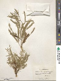 Prosopis glandulosa var. torreyana image