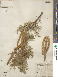 Prosopis glandulosa image