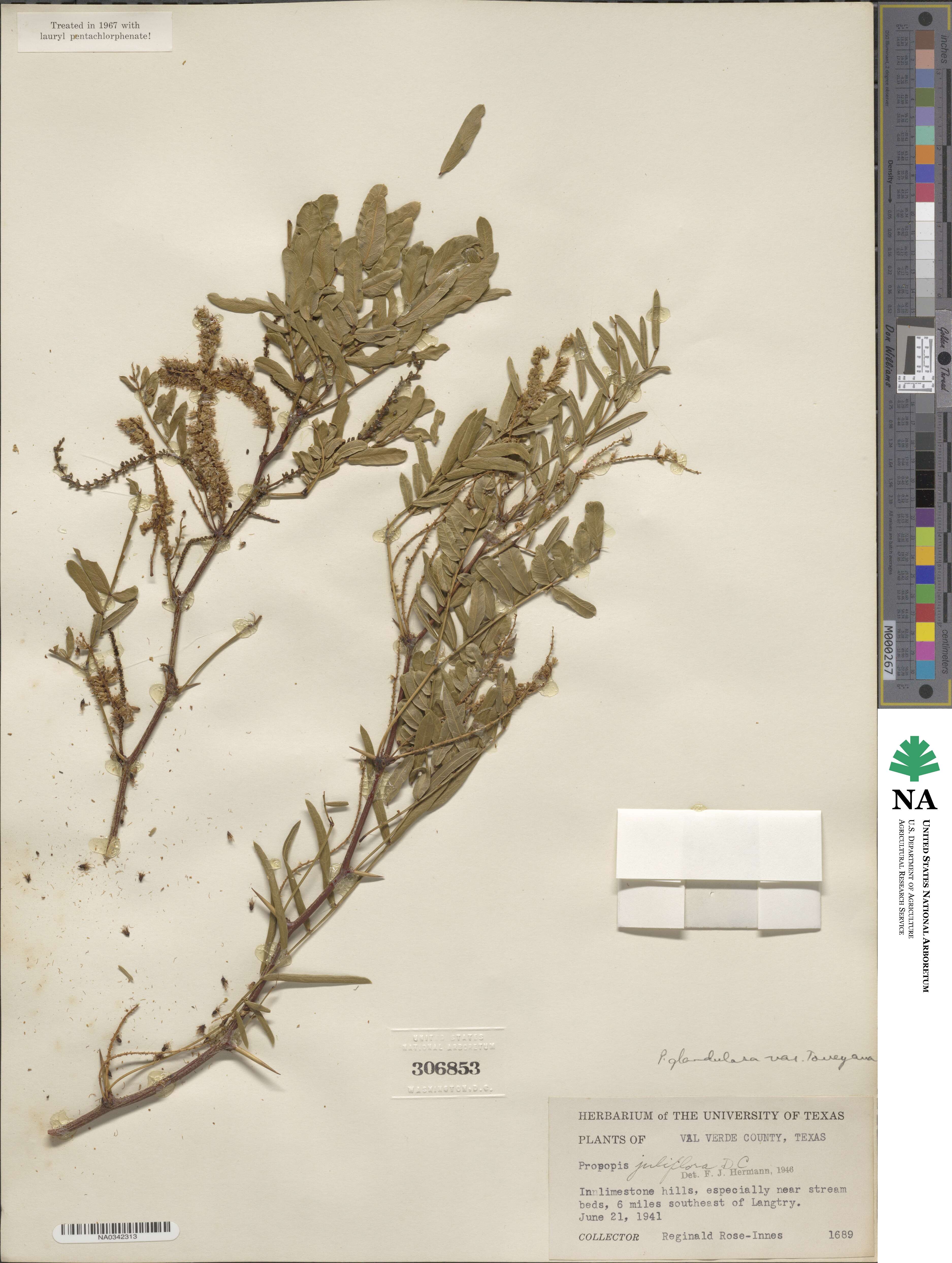 Prosopis glandulosa image