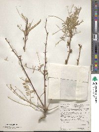 Prosopis juliflora image