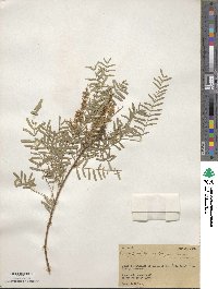 Prosopis juliflora image