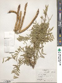 Prosopis juliflora image