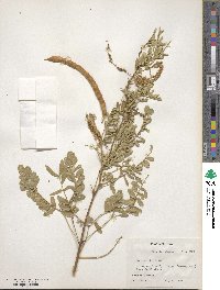 Prosopis juliflora image