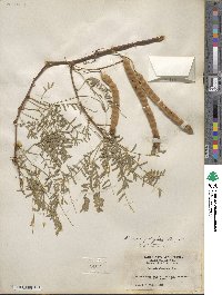 Prosopis juliflora image