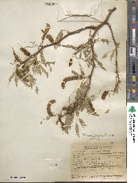 Prosopis juliflora image