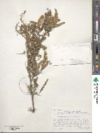 Prosopis juliflora image