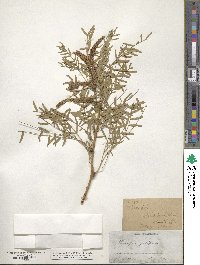 Prosopis juliflora image