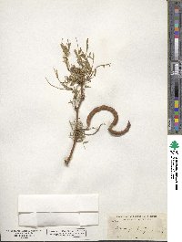 Prosopis juliflora image