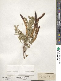 Prosopis juliflora image