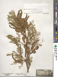 Prosopis juliflora image