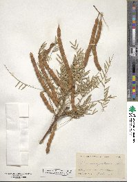 Prosopis juliflora image