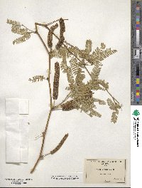 Prosopis juliflora image