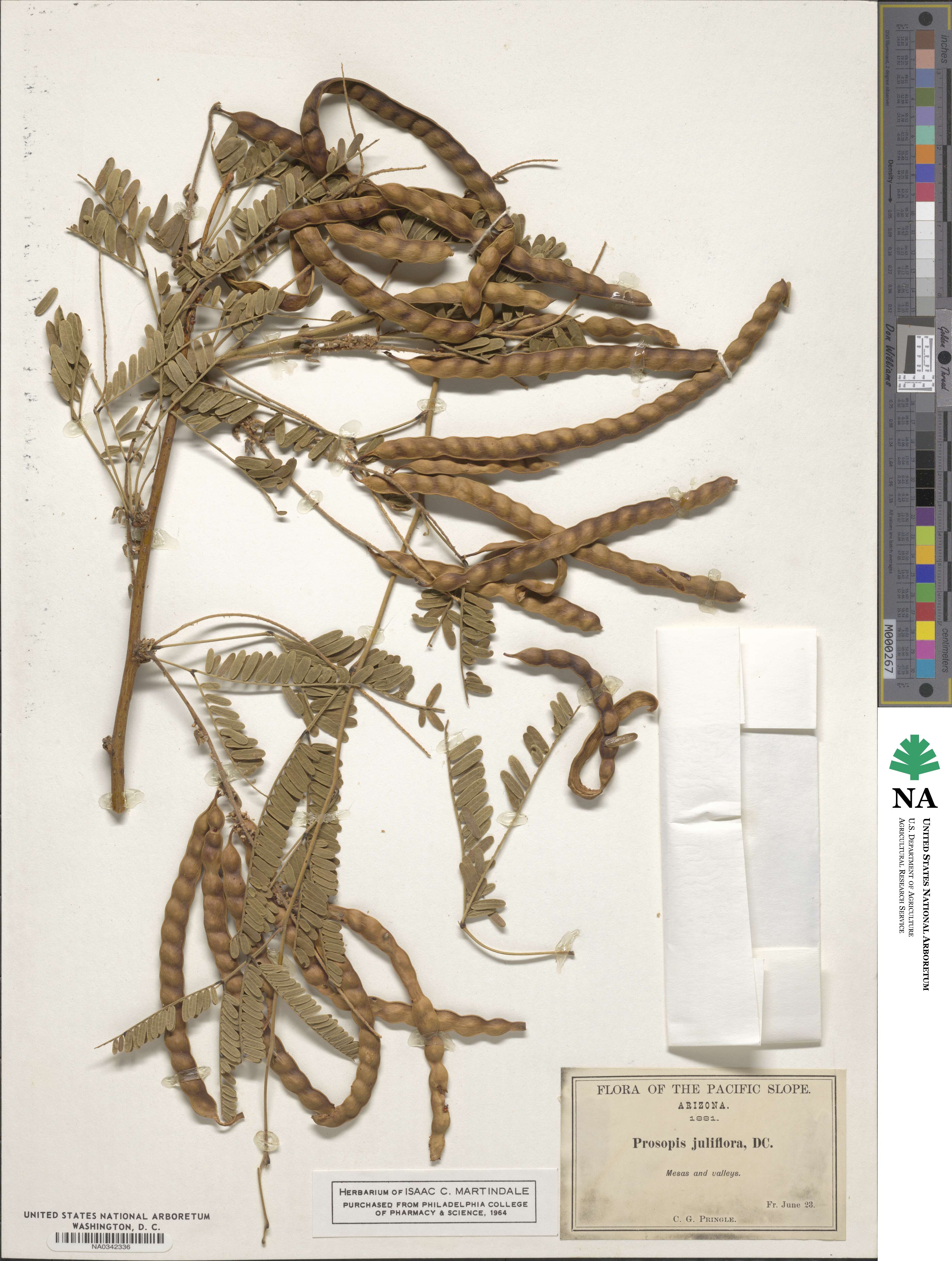 Prosopis image