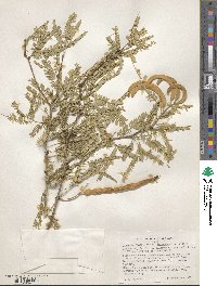 Prosopis glandulosa var. torreyana image