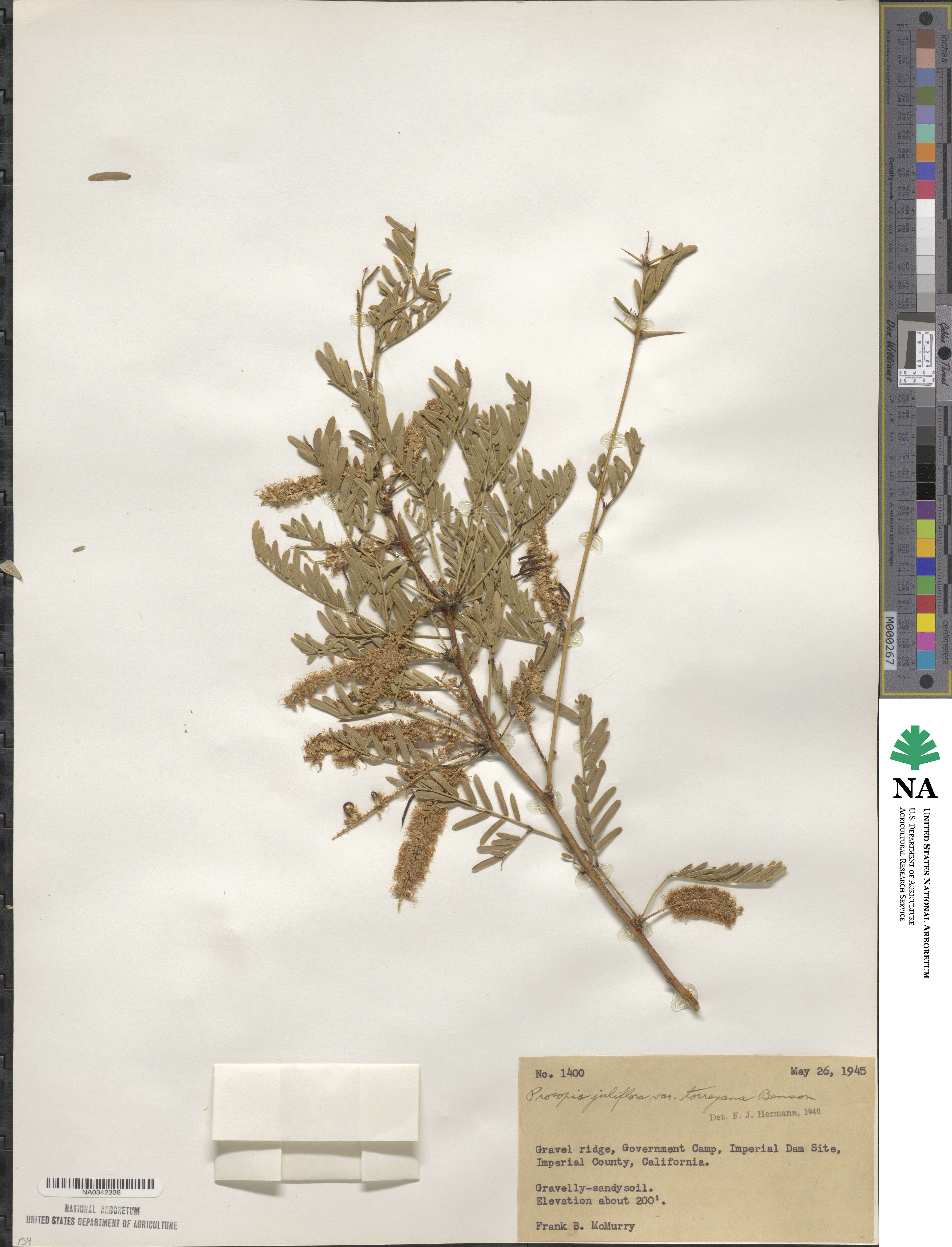 Prosopis glandulosa image