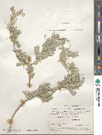 Prosopis glandulosa image