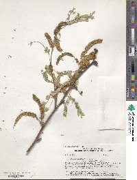 Prosopis velutina image