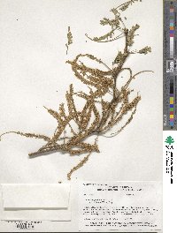 Prosopis velutina image