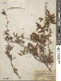 Prosopis pubescens image