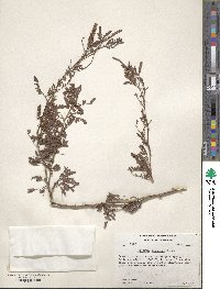 Prosopis pubescens image