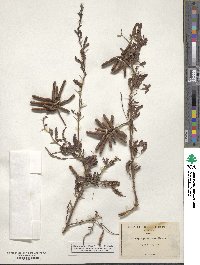 Prosopis pubescens image