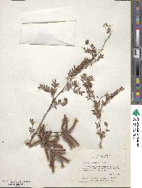 Prosopis pubescens image