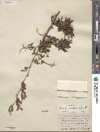 Prosopis pubescens image