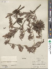 Prosopis pubescens image