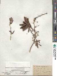 Prosopis pubescens image