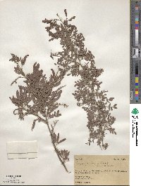 Prosopis pubescens image