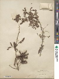 Prosopis pubescens image