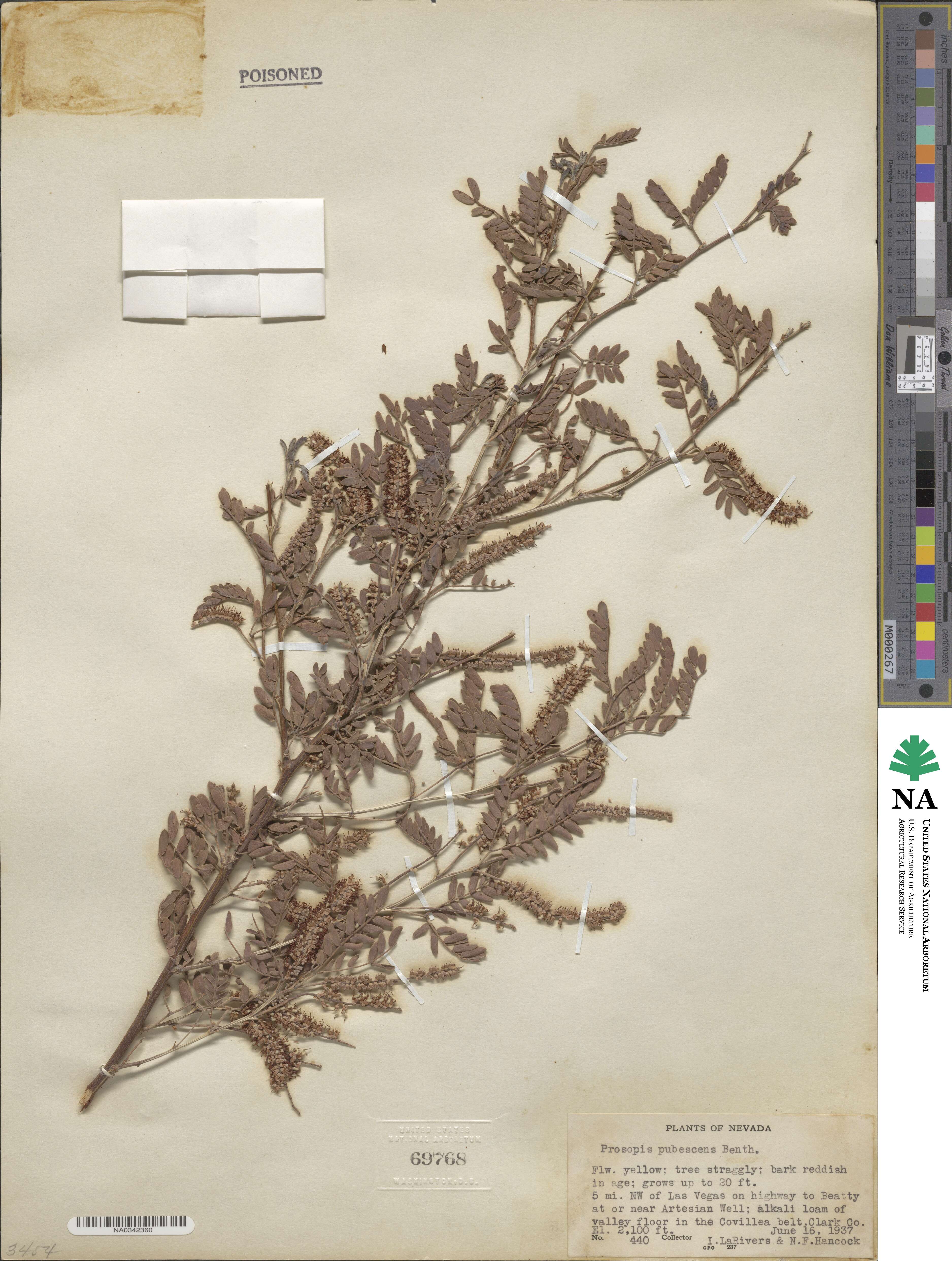 Prosopis pubescens image