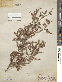 Prosopis pubescens image