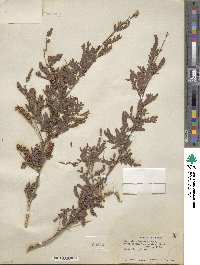 Prosopis pubescens image