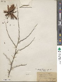 Prosopis pubescens image