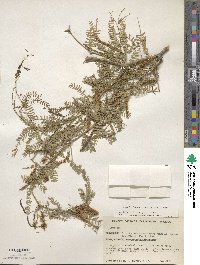 Image of Prosopis articulata