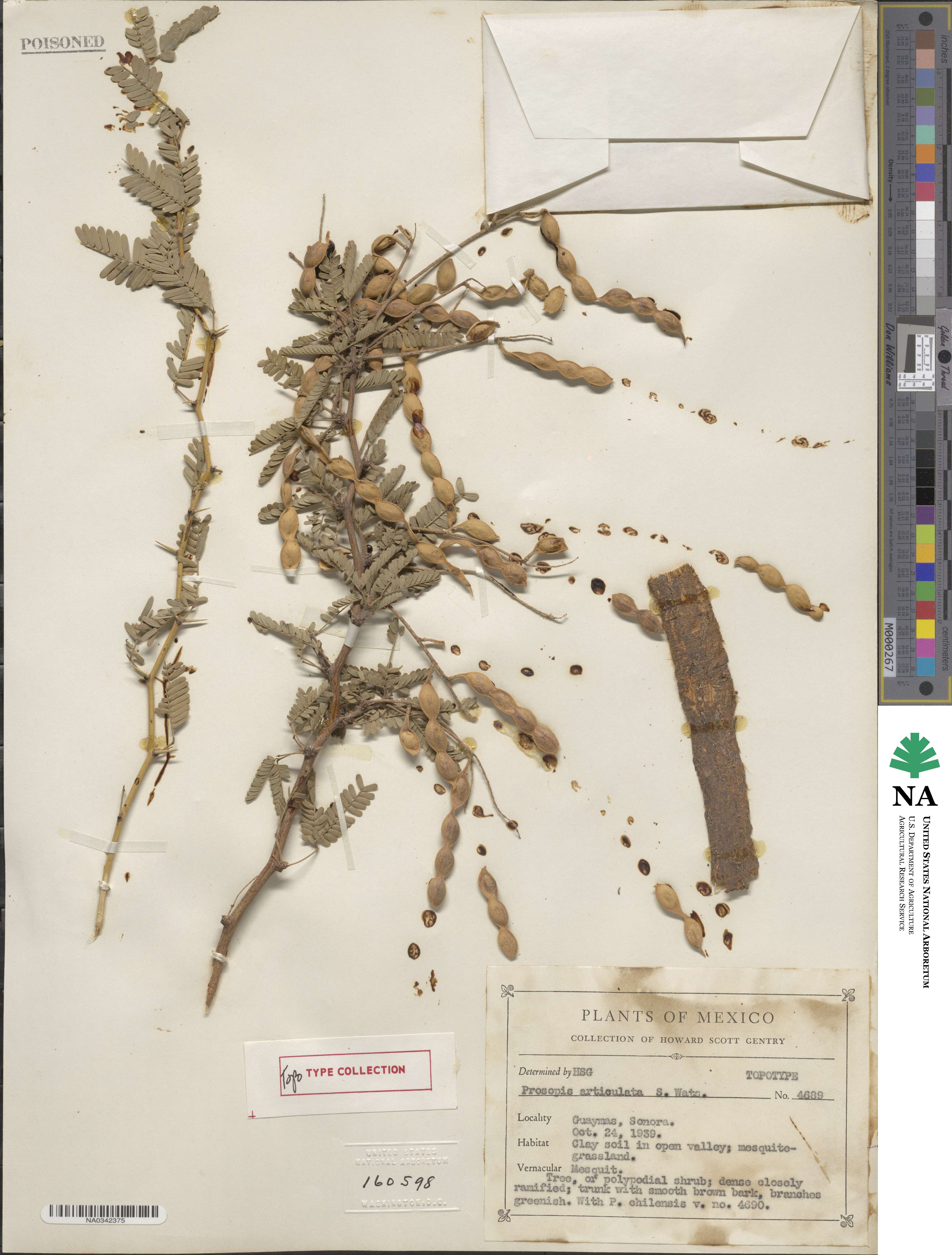 Prosopis articulata image