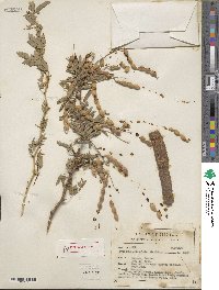 Prosopis articulata image