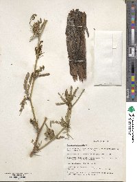 Prosopis articulata image